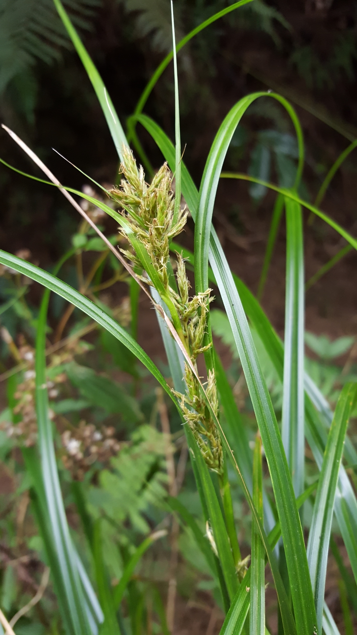 (c) François Rousseu, certains droits réservés (CC BY-NC) https://www.inaturalist.org/observations/99522575
