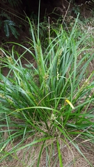 Carex wahlenbergiana