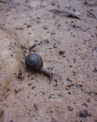 Sauroconcha corneovirens