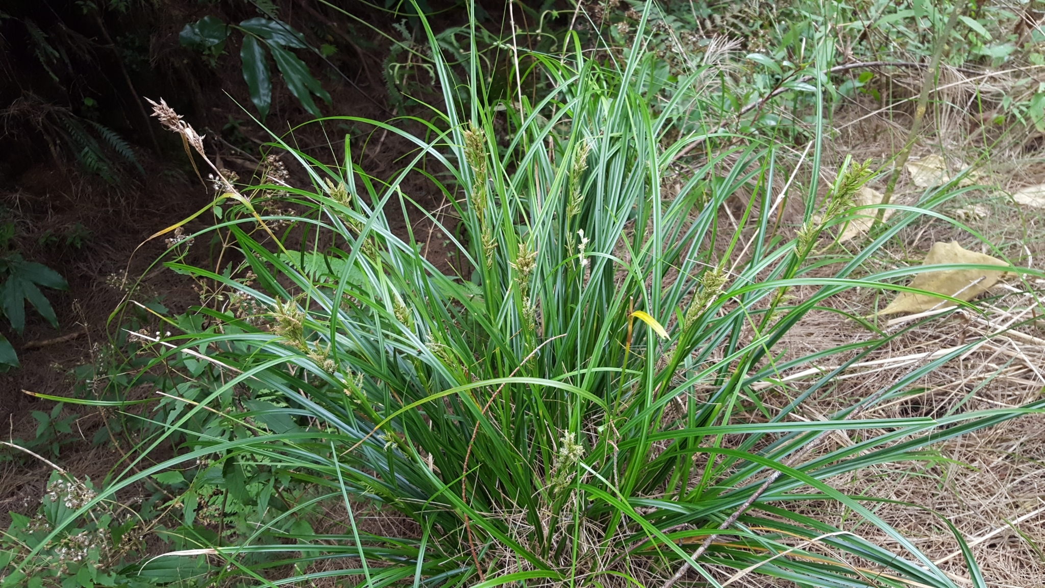 (c) François Rousseu, certains droits réservés (CC BY-NC) https://www.inaturalist.org/observations/99522575