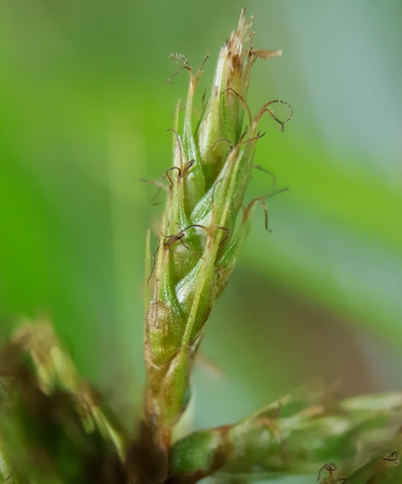 (c) François Rousseu, certains droits réservés (CC BY-NC) https://www.inaturalist.org/observations/99522575