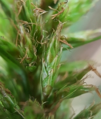 Carex wahlenbergiana