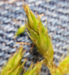 Carex wahlenbergiana