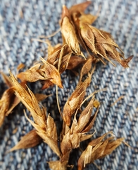 Carex wahlenbergiana