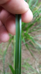 Carex wahlenbergiana