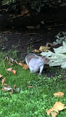 Sciurus carolinensis