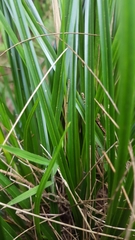 Carex wahlenbergiana