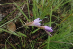 Gladiolus parvulus