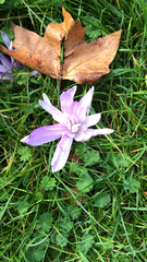 Colchicum