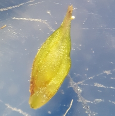 Carex wahlenbergiana