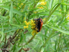 Chauliognathus togatus