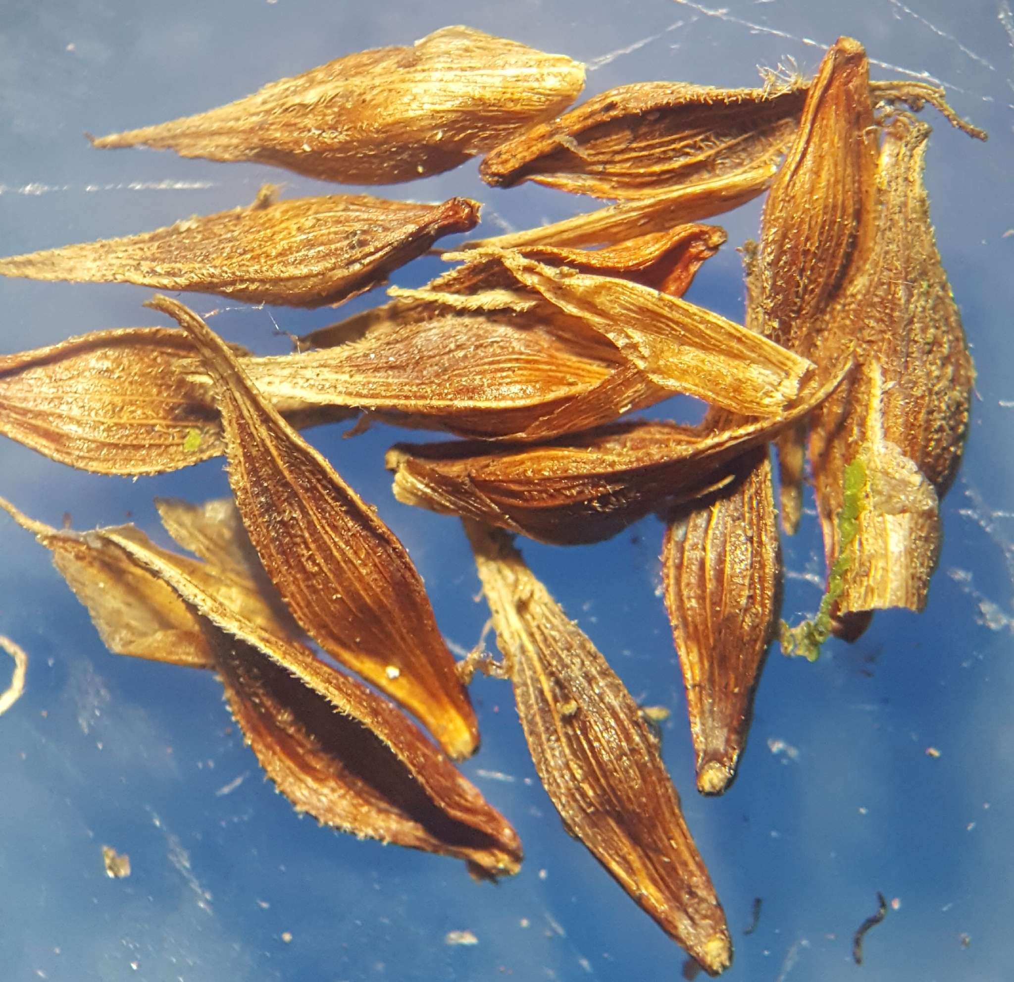 (c) François Rousseu, certains droits réservés (CC BY-NC) https://www.inaturalist.org/observations/99522575