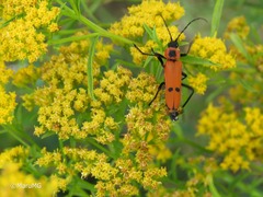 Chauliognathus togatus