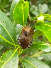 Rhoecus australasiae