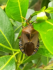 Rhoecus australasiae