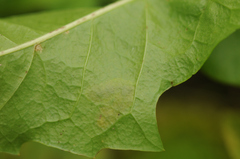 Liriomyza taraxaci