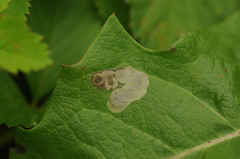 Liriomyza taraxaci