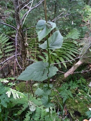 Rumex arifolius
