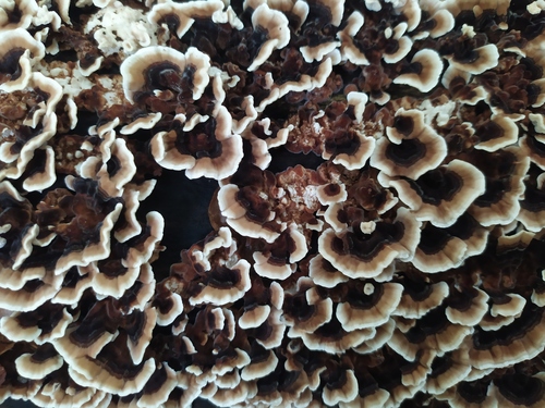 trúdnikovec pestrý (Trametes versicolor)