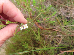 Lachnaea filicaulis