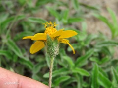 Lasianthaea aurea