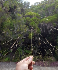 Lachnagrostis filiformis image