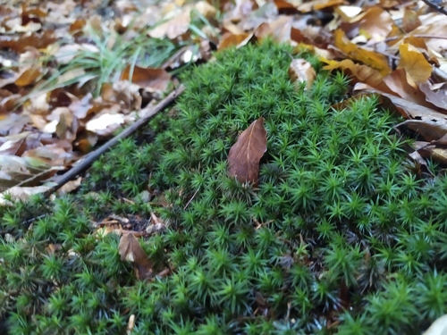 ploník stenčený (Polytrichum formosum)