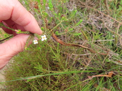 Lachnaea filicaulis