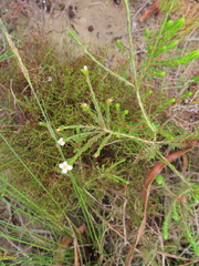 Lachnaea filicaulis