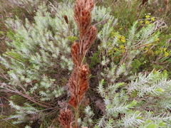 Thamnochortus fruticosus