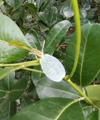 Rhoecus australasiae