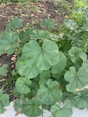 Malva setigera