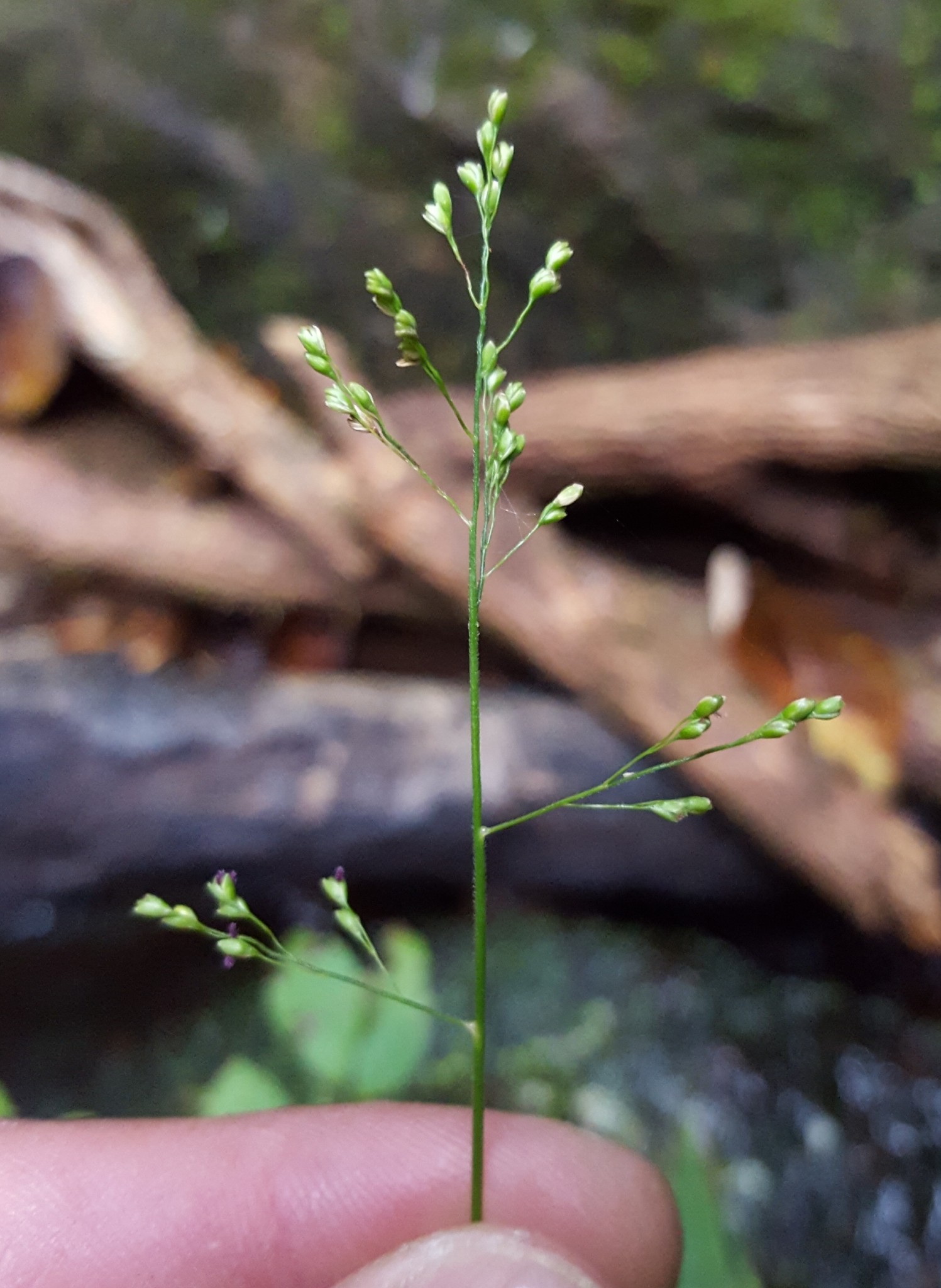 (c) François Rousseu, certains droits réservés (CC BY-NC) https://www.inaturalist.org/observations/99522940