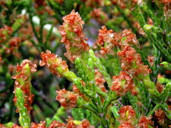 Passerina paleacea