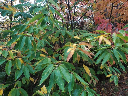 Pitomi kesten (Castanea sativa)