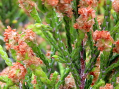 Passerina paleacea