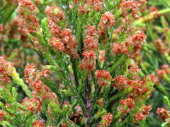Passerina paleacea