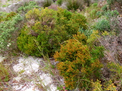 Passerina paleacea