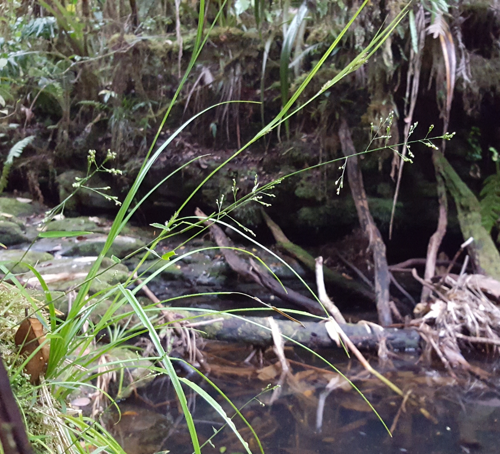 (c) François Rousseu, certains droits réservés (CC BY-NC) https://www.inaturalist.org/observations/99522940