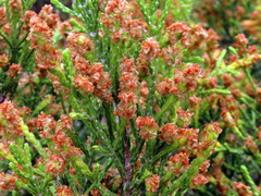 Passerina paleacea