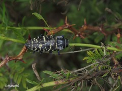 Lampetis dilaticollis