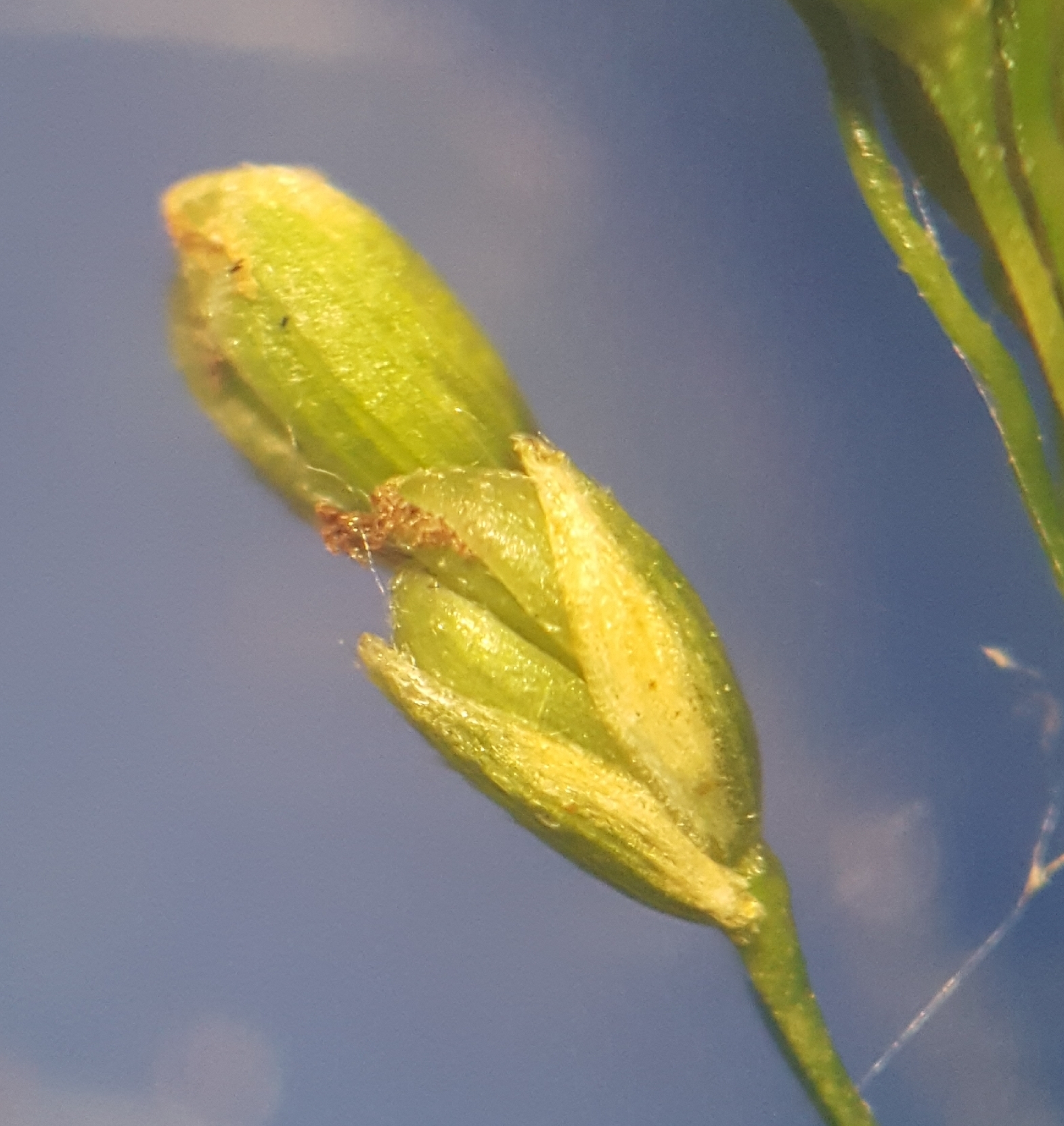 (c) François Rousseu, certains droits réservés (CC BY-NC) https://www.inaturalist.org/observations/99522940