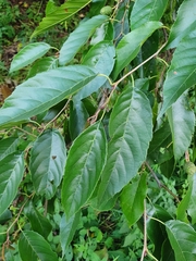 Alnus formosana