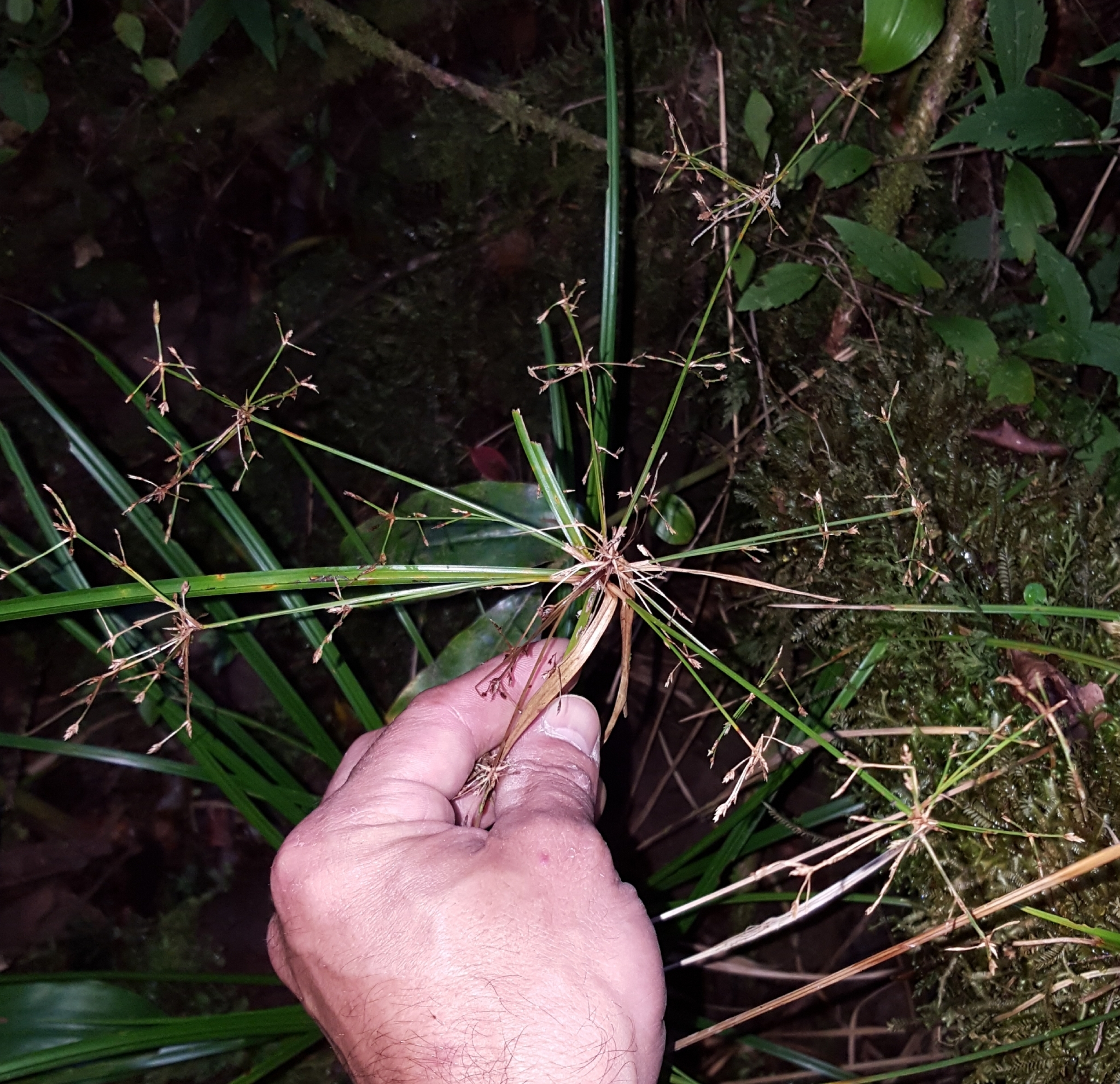 (c) François Rousseu, certains droits réservés (CC BY-NC) https://www.inaturalist.org/observations/99523028