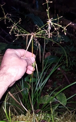 Cyperus longifolius