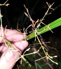 Cyperus longifolius