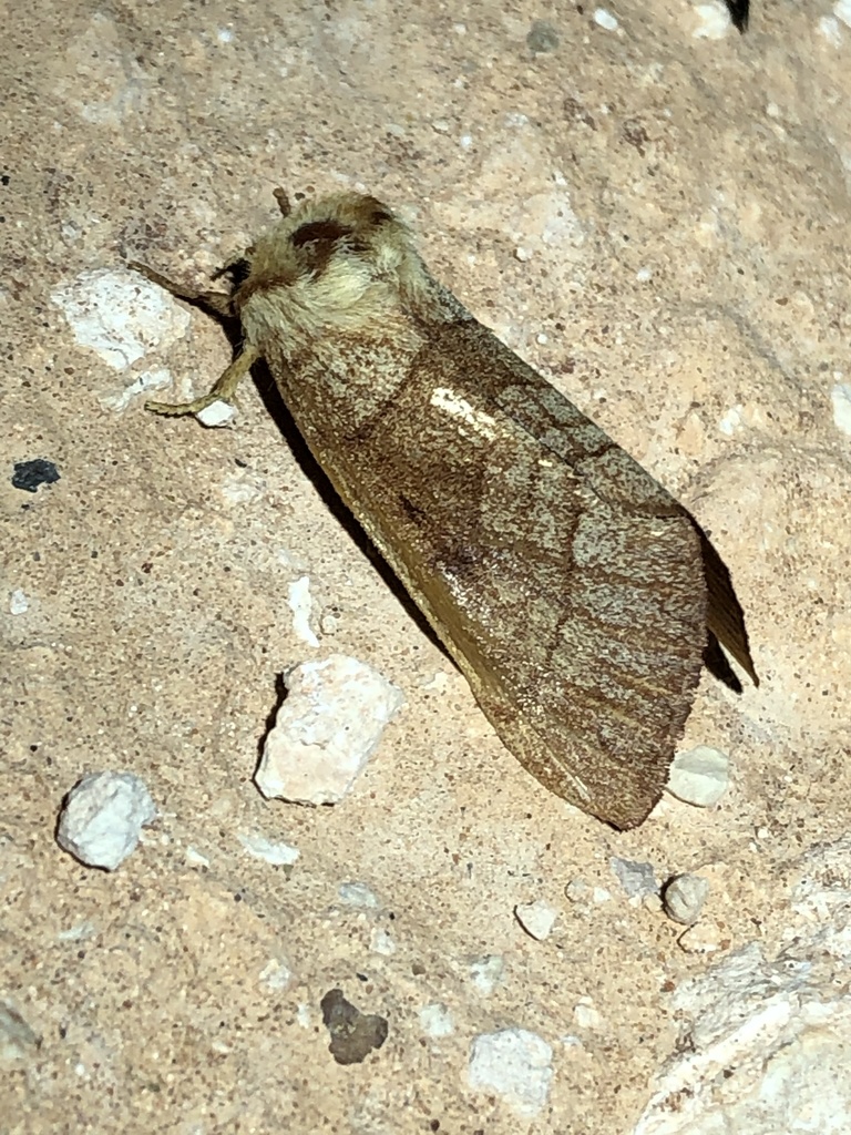 Datana neomexicana