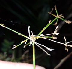 Cyperus longifolius