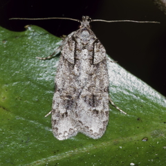 Izatha attactella