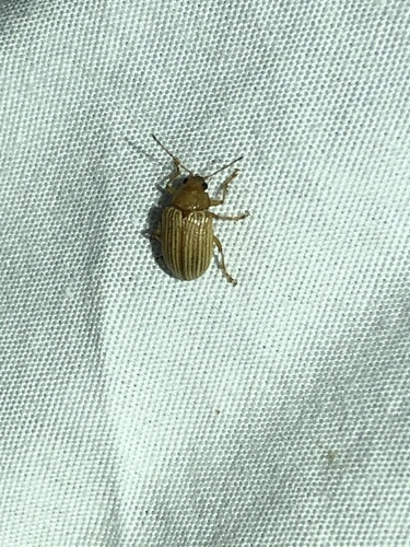 Western Brown Colaspis Leaf Beetle photo 2